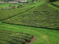 Tea plantation on the island Sao Miguel, archipelago of the Azores.