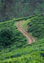 Tea Plantation Road