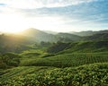 Boh Tea Plantations