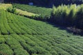 Tea plantation in Shizhuo, Taiwan Royalty Free Stock Photo