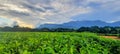 Tea plantation in Southern Malawi