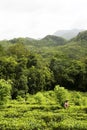 Tea plantation, Sri Lanka