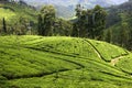 Tea plantation in Sri Lanka Royalty Free Stock Photo