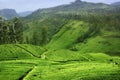 Tea plantation in Sri Lanka Royalty Free Stock Photo