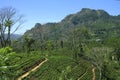 Tea plantation, Sri Lanka Royalty Free Stock Photo