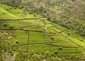 Tea plantation. Sri Lanka Royalty Free Stock Photo