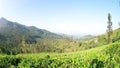 Tea plantation in Sri Lanka nature