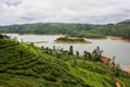 Tea plantation in Sri Lanka, Nowember 2011