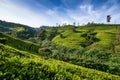 Tea plantation in Sri Lanka