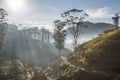 Tea plantation in Sri Lanka