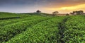 Tea Plantation at Sunrise, Chui Fong Tea Plantation, Mae Chan, Chiangrai