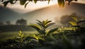 Tea Plantation at Sunrise in the morning, Sri Lanka, Asia