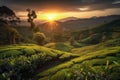 tea plantation with sunset, showcasing the bright and changing colors of the sky