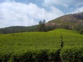 Tea plantation