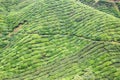 Tea plantation terrace and landscapee Royalty Free Stock Photo