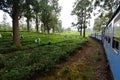 Tea plantation. Traveling by train between Kandy and Ella. Sri Lanka