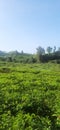 Tea Plantation tree vegetables