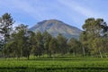 a tea plantation under a huge mountain Royalty Free Stock Photo