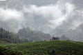 Tea plantation