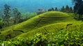 Tea plantation in up country near Nuwara Eliya, Sri Lanka