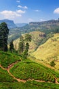 Tea plantation in up country near Nuwara Eliya, Sri Lanka Royalty Free Stock Photo