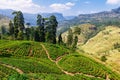 Tea plantation in up country near Nuwara Eliya, Sri Lanka Royalty Free Stock Photo