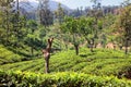 Tea plantation in up country near Nuwara Eliya, Sri Lanka Royalty Free Stock Photo