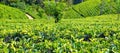 Tea plantation in up country near Nuwara Eliya, Sri Lanka. Wide Royalty Free Stock Photo