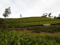 Tea plantation in up country near Nuwara Eliya, Sri Lanka Royalty Free Stock Photo