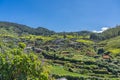 Tea plantation in up country near Nuwara Eliya, Sri Lanka Royalty Free Stock Photo