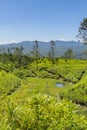 Tea plantation in up country near Nuwara Eliya, Sri Lanka, vertical Royalty Free Stock Photo