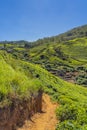 Tea plantation in up country near Nuwara Eliya, Sri Lanka, vertical Royalty Free Stock Photo