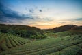 Tea plantation valley at dramatic pink sunset sky in Taiwan