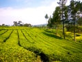 Tea Plantation, Very beautiful natural scenery of malabar pangalengan Royalty Free Stock Photo