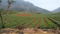 Tea plantation in Vietnam, mountains, tea plants, wide view Royalty Free Stock Photo