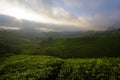 Tea plantation view with blue sky and clouds background.