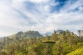 Tea plantation. View of the mountain Little Adam's Peak.