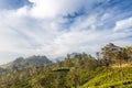 Tea plantation. View of the mountain Little Adam's Peak.