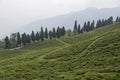 Tea Plantation view from Resort near Temi,Sikkim,India