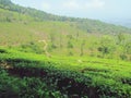 Tea Plantation in Wayanad Meppadi Royalty Free Stock Photo