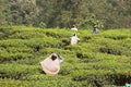 Tea plantation, West Bengal, India
