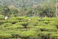 Tea plantation, West Bengal, India