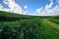 Tea plantation with white cloudy blue sky Royalty Free Stock Photo