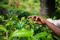 Tea plantation worker hand picking fresh leafs buds Royalty Free Stock Photo