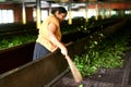 Tea plantation worker Royalty Free Stock Photo