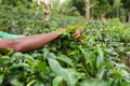 Tea plantation worker picking fresh leafs Royalty Free Stock Photo