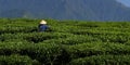 Tea plantation worker Royalty Free Stock Photo