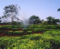 Tea plantations 12