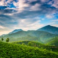 Tea plantations