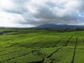 Tea plantations accompanied by overcast clouds Royalty Free Stock Photo